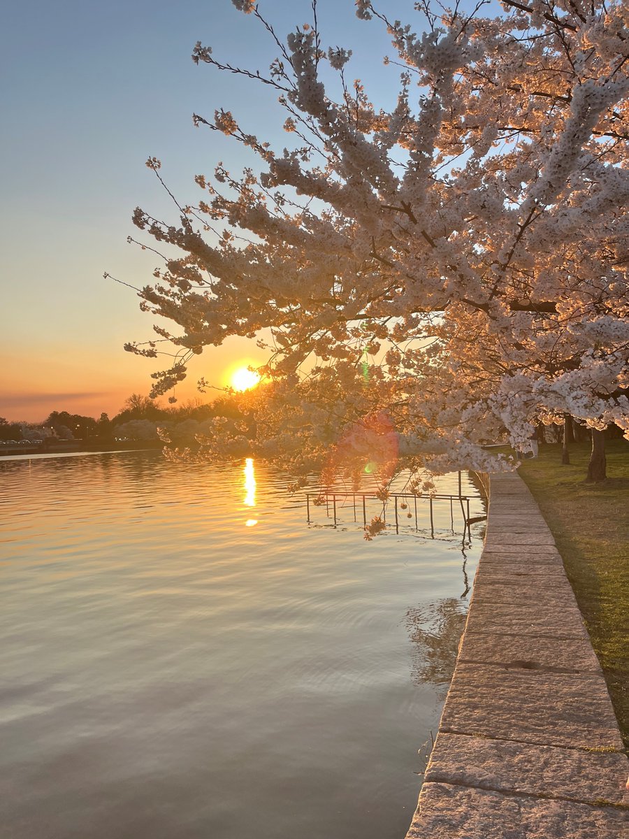 The tradition of celebrating the blooming of 🌸 cherry trees in 🇯🇵 Japan is centuries old.

What is the rich history of the cherry trees in Washington, D.C.? ➡️ nps.gov/.../history-of…

📸 NPS/Kelsey Brandt

#FindYourPark #CherryBlossom #AsianPacificAmericanHeritageMonth