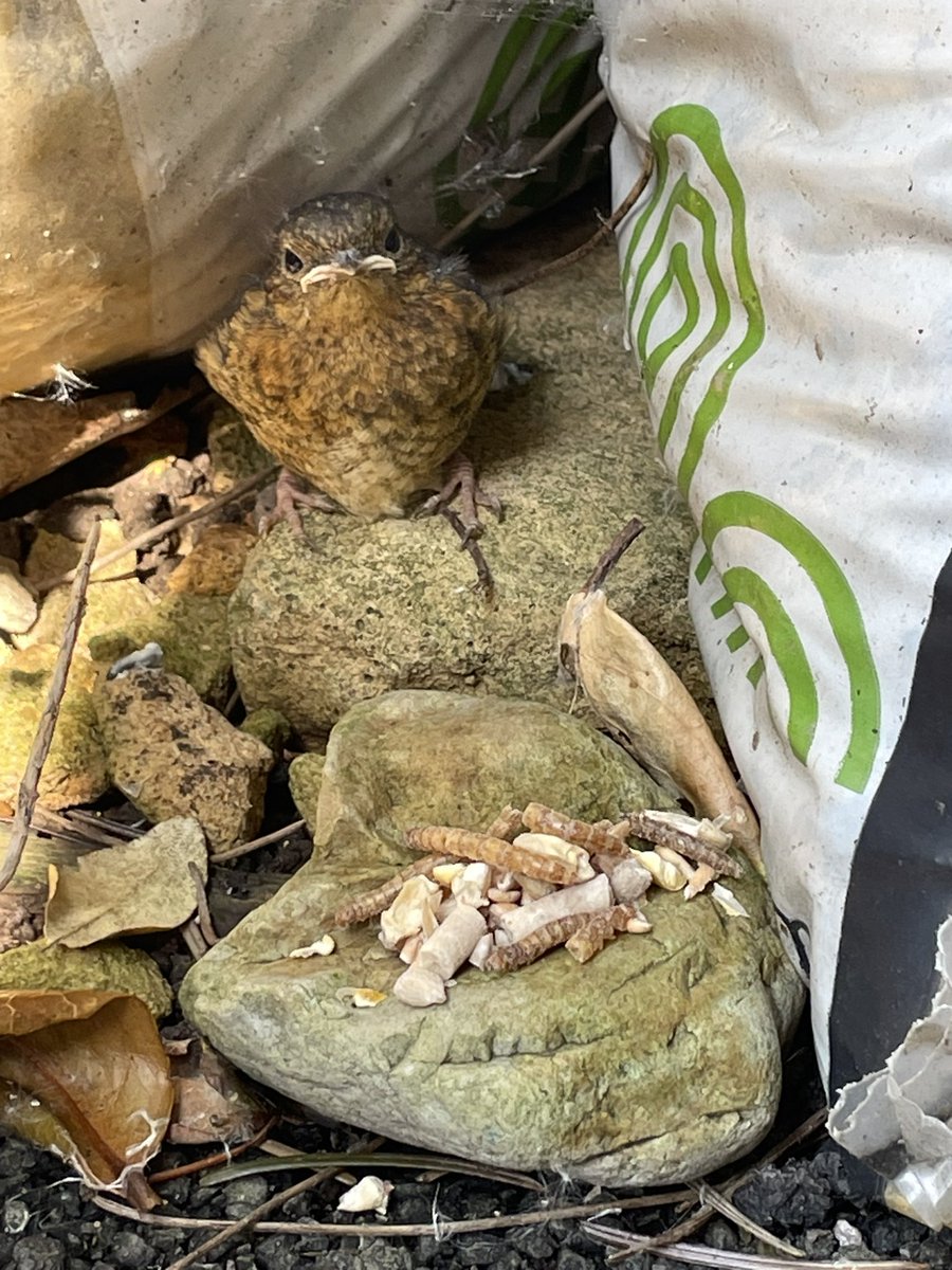 Sweeping up clematis detritus in the porch when I discovered this beautiful #Robin fledgling secreted behind some bags of chippings. Not sure who was most surprised! #JoysofSpring