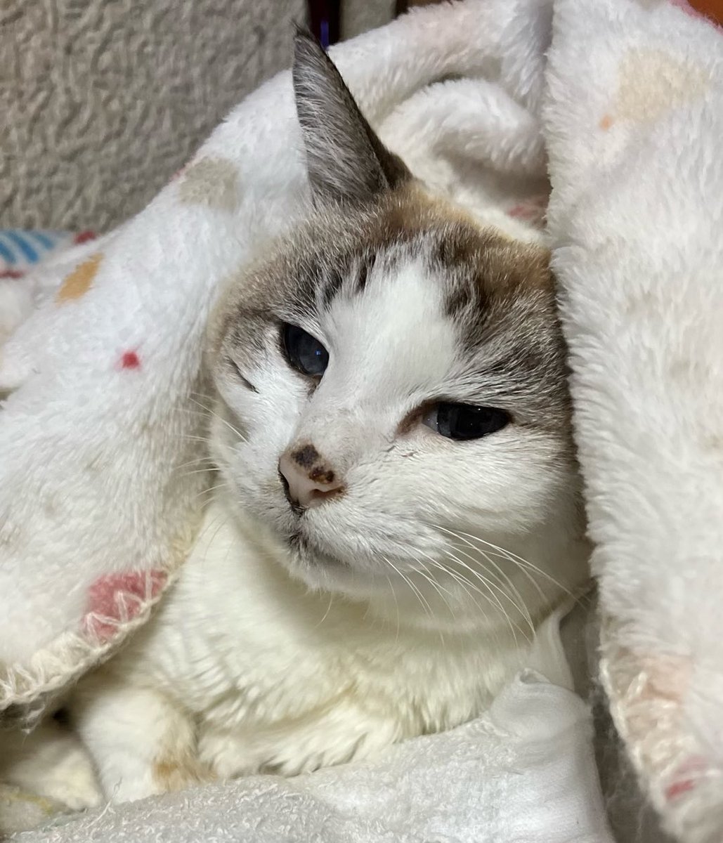 hideboy02's tweet image. にゃん吉🐈
5/20 翌日を迎える前に旅立ちました☁️
享年約18歳 長い間ありがとう✨
今夜は最後、ゆっくり一緒に過ごそうかねー