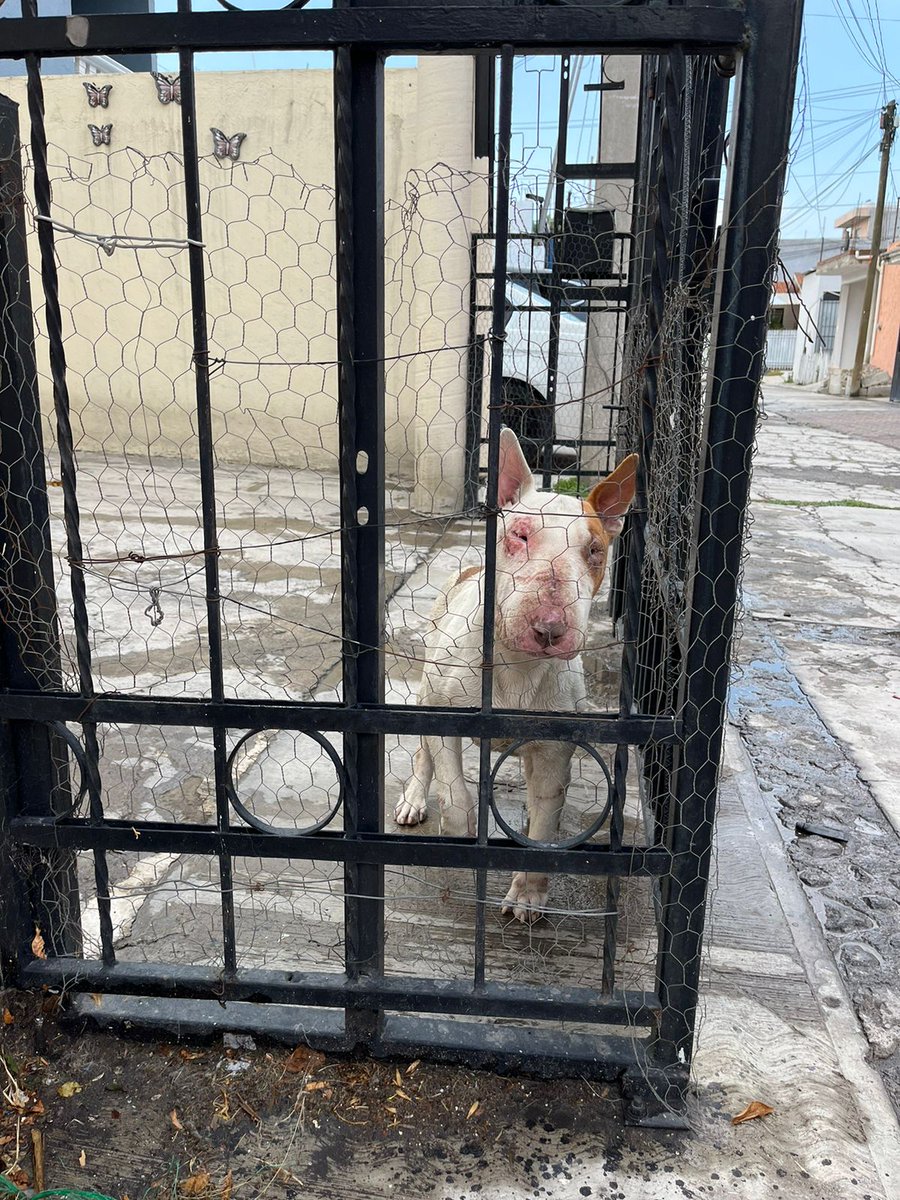 #PerroDePelea Se requiere de su ayuda para quitarle la custodia a las personas que usan a este animal para peleas clandestinas, Calle la rotondas #272 Col. Agrícola Ignacio Zaragoza,Fraccionamiento campestre Covadonga...