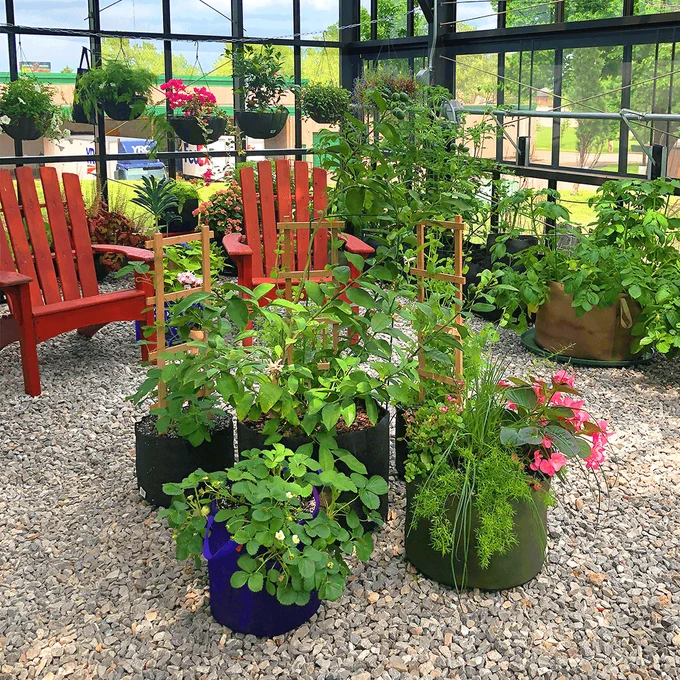 Smart Pot patented Geotextile Fabric air prunes roots, encouraging a fuller, healthier root system that packs a punch! This means delicious fruits and veggies, in smaller pots.
