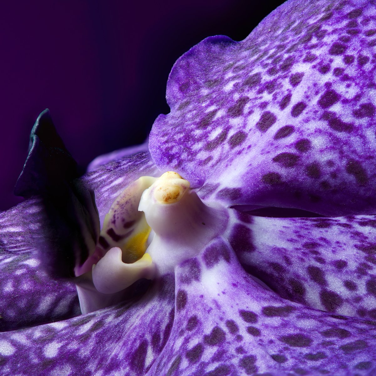 Flower photo of the day. Purple Orchid. #macro #flowers #bloemenfotografie #flowersandmacro #bloemen #blumen #fleurs #raw_flowers #snap_flowers