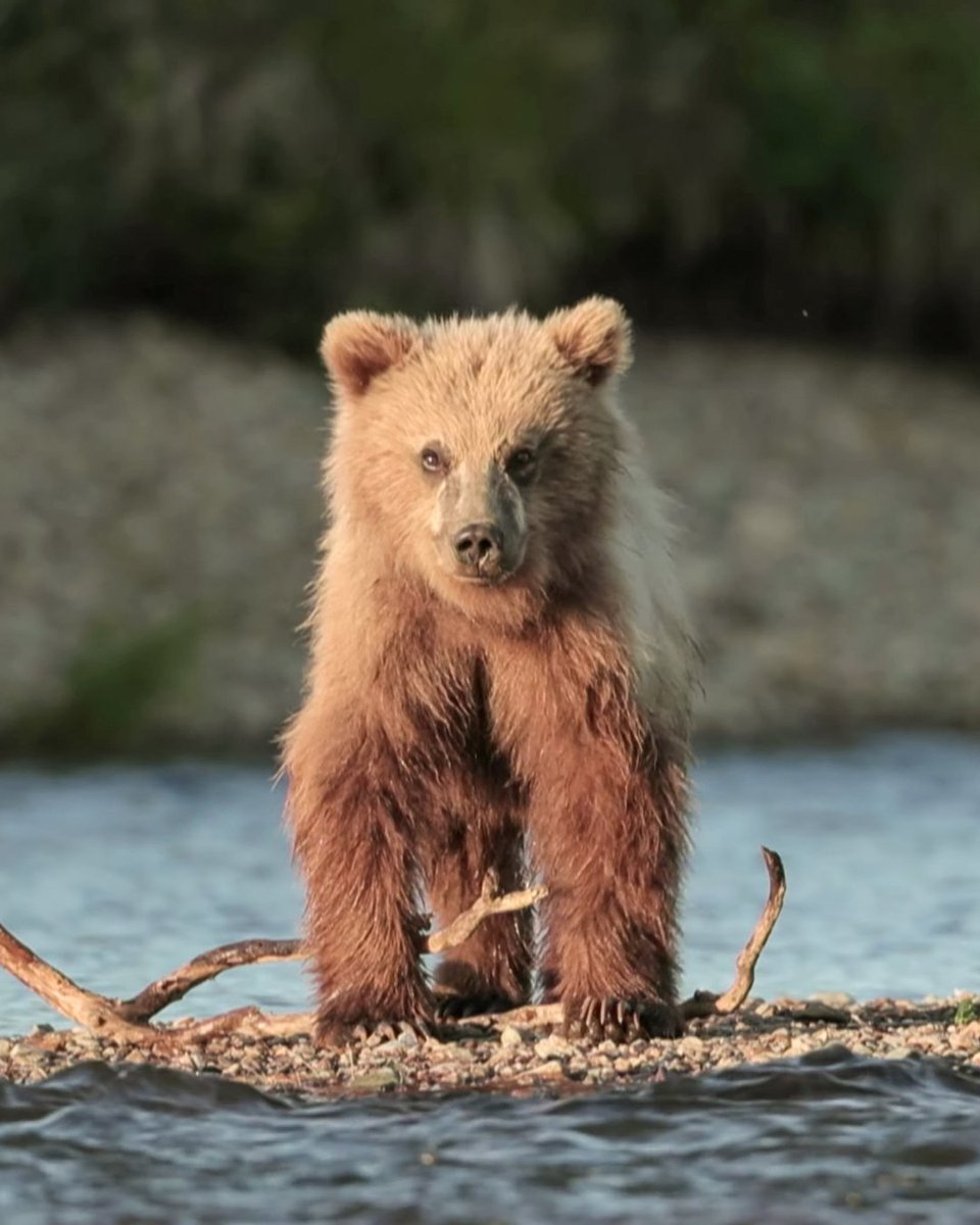 It’s #BearAwarenessWeek 🐻 Speak up for grizzly bears! Your voice is needed to protect grizzly bears and their habitat in MT, ID and WY. Sign our petition to support their preservation. #BearsBelong #VoiceForTheVoiceless #AForceForNature action.wildearthguardians.org/page/66070/pet…