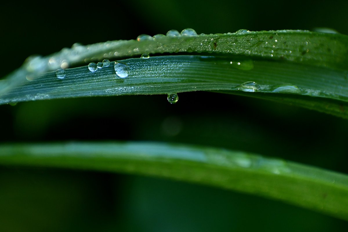 “I have always been delighted at the prospect of a new day, a fresh try, one more start, with perhaps a bit of magic waiting somewhere behind the #morning.” —J. B. Priestley 💚☀️✨💦 #MacroMonday @MacroHour #droplets #raindrops #NaturePhotography #Nature
