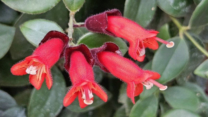 cltr's tweet image. Plante rouge à lèvres (Aeschynanthus pulcher) : photo prise au Jardin botanique de Montréal, tirée du nouvel album Plantes du Vietnam     
monde.ccdmd.qc.ca/ressource/?id=…    
#photo #photographie #photography #botanique #science #nature #plantes #jardin #Vietnam #Montréal #Québec #Canada