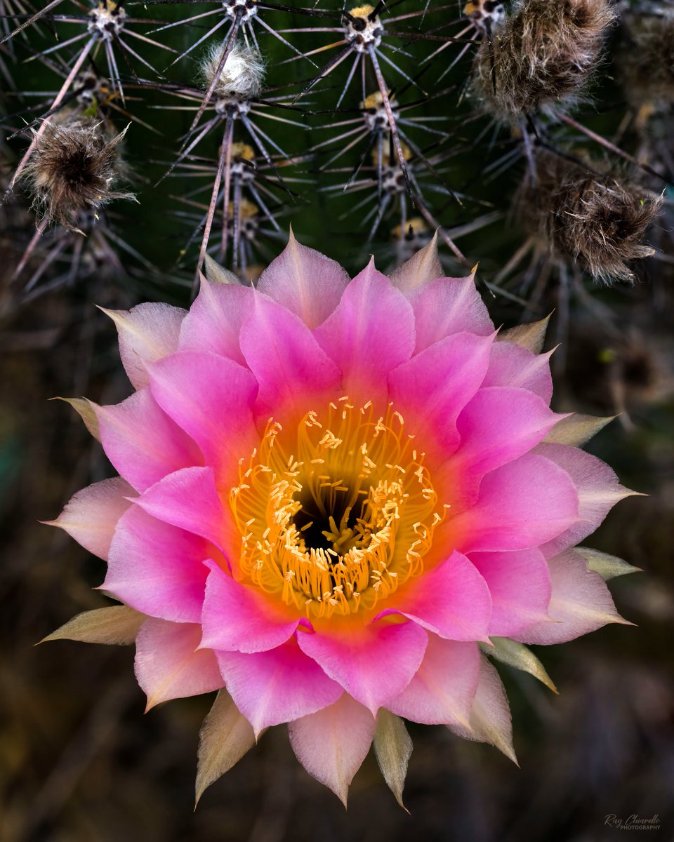 Newly blooming Cactus flower in our backyard this morning. #Cactus #Flower #Macro #MacroHour #ThePhotoHour #ElPaso #Texas