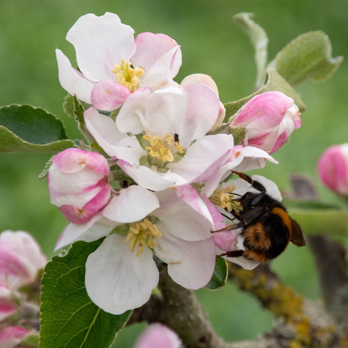 Through the recreation of the Duke’s Orchard, the planting of hedgerows and the reintroduction of wildflower meadows across the estate, this #WorldBeeDay we're delighted to be supporting these incredibly important insects to survive and thrive Images: Tammy Herd #ClumberPark