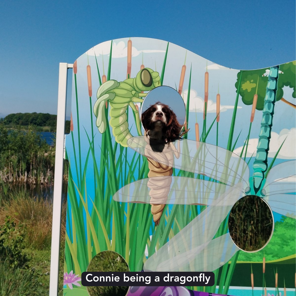 Last week at <a href="/EllisPatents/">Ellis Patents</a> we were supporting mentalhealth.org.uk/mhaw here's a few of the canine pics that gave us that great feeling of wellbeing. #MHAW