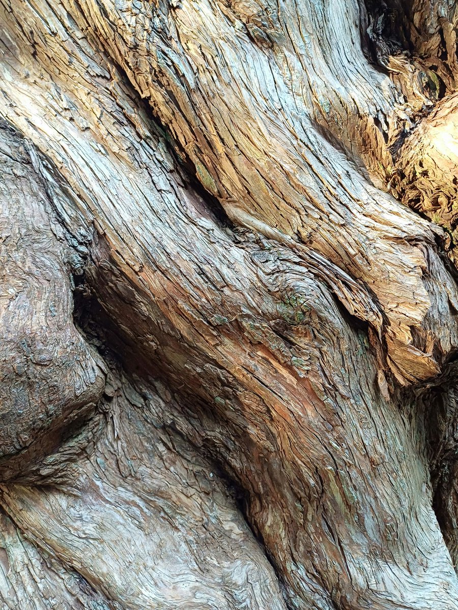 🪵 

#treetrunk #texture #bark #52frames_details  #wheretheskymeetstheland 

instagram.com/p/C7Mfo8StTd0/
