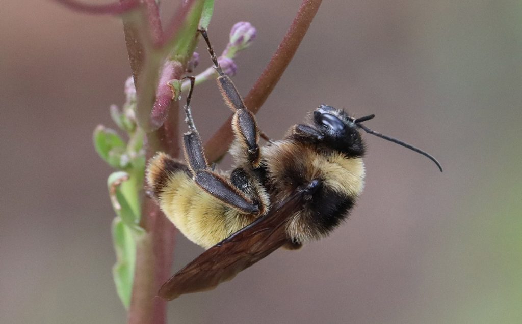 WFSU Ecology Blog tweet media