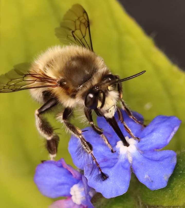 Go_TeamINEOS's tweet image. A little picture my husband took in our garden. We love our bees 🐝😊🐝 #WorldBeeDay