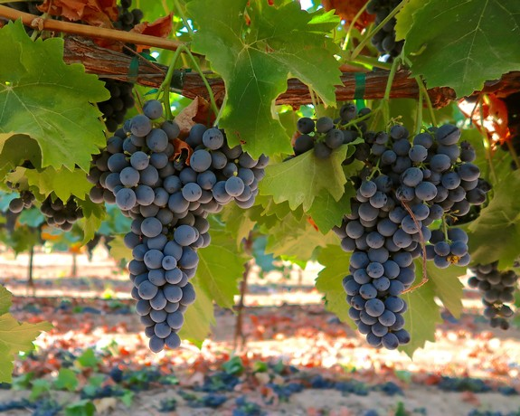 Lodi Wine Growers tweet media