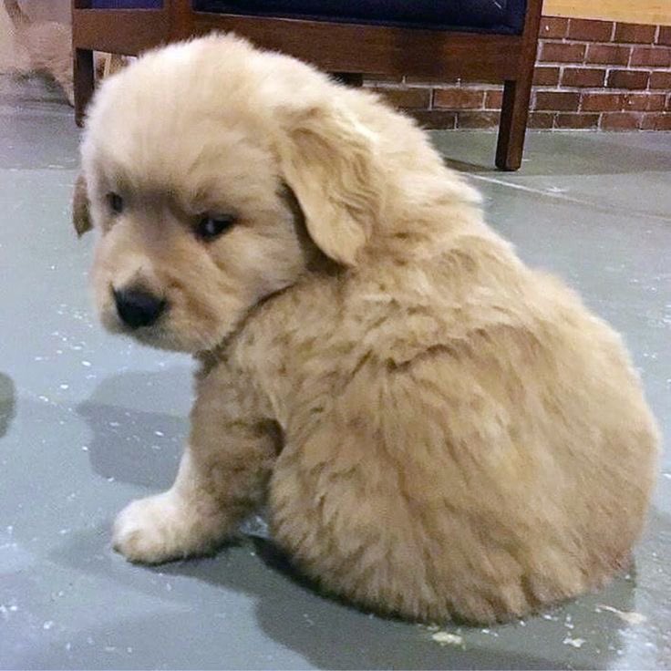 takemybear's tweet photo. เค้าขอโทดที่ล้อเทอว่าอ้วน                         😡 https://t.co/9CjSaB6Tlr
