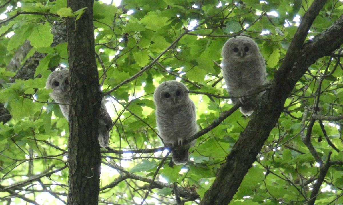 Happened upon a Tawny Owl today....then found these 3 characters nearby. 🦉🦉🦉
Tawny Owl yoof's - Worcestershire, 20/05/24 @WorcsBirding @WestMidsBirding <a href="/BBCSpringwatch/">BBC Springwatch</a>