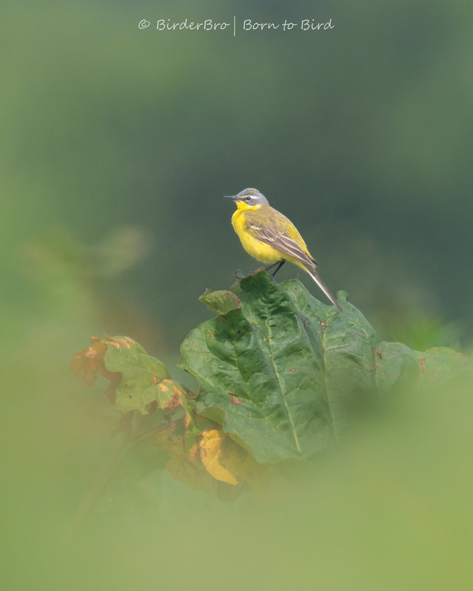 Dreamy Yellow Wagtail evidently likes the rhubarb... 😍
💛💚💛💚💛💚💛💚

🗓️19-5-24
📍Cologne #Koeln 🇩🇪
📷#nikonz8
⭕️#Nikkor 180-600
⚙️f/7.1|1/1600s|450iso
~ ~ ~ ~ ~ ~ ~ ~
#BirdTwitter #birdlovers #birdphotography #NaturePhotograhpy #naturephoto #wildlifephotography #ThePhotoHour