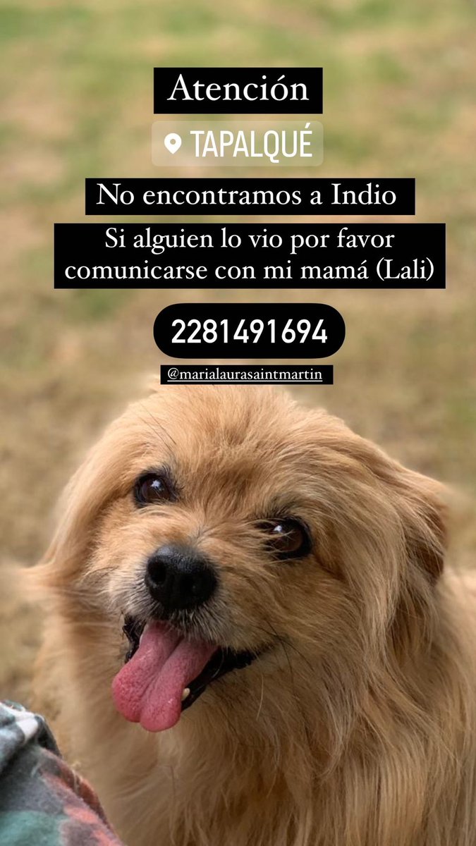 VictoriaRochaSM's tweet photo. 📍TAPALQUÉ, bsas. 
Gente de mi pueblis, se perdió ayer nuestro perrito Indio y lo estamos buscando todavía! 🥺🙏 les agradecería cualquier información si lo vieron. Volve vaguitoooo 🥹 https://t.co/ITsZ4Tc5jN