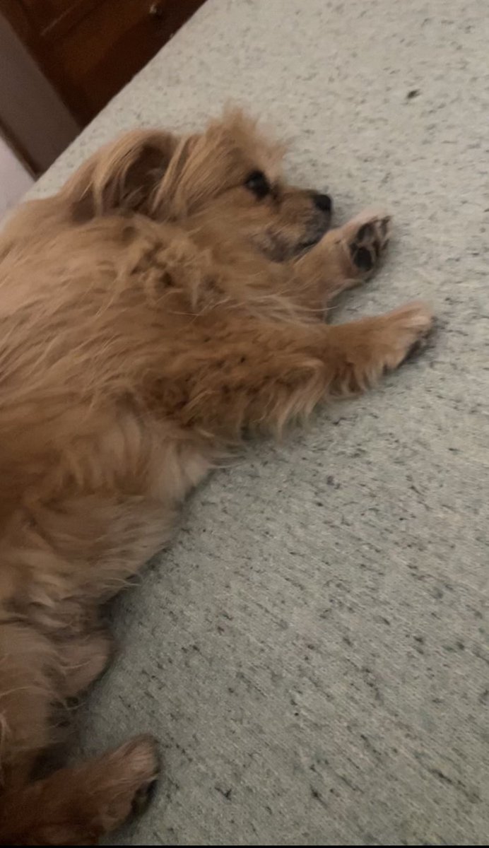 VictoriaRochaSM's tweet photo. 📍TAPALQUÉ, bsas. 
Gente de mi pueblis, se perdió ayer nuestro perrito Indio y lo estamos buscando todavía! 🥺🙏 les agradecería cualquier información si lo vieron. Volve vaguitoooo 🥹 https://t.co/ITsZ4Tc5jN
