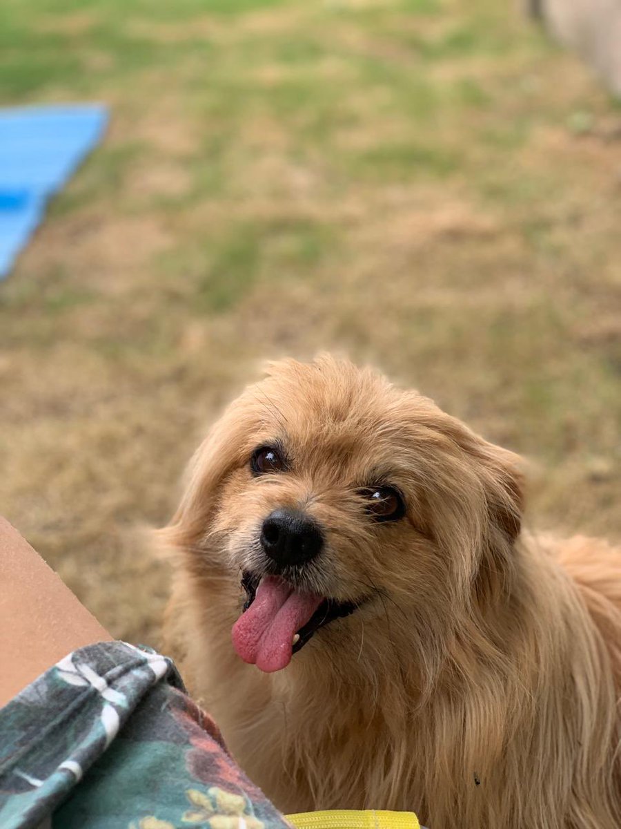 VictoriaRochaSM's tweet photo. 📍TAPALQUÉ, bsas. 
Gente de mi pueblis, se perdió ayer nuestro perrito Indio y lo estamos buscando todavía! 🥺🙏 les agradecería cualquier información si lo vieron. Volve vaguitoooo 🥹 https://t.co/ITsZ4Tc5jN