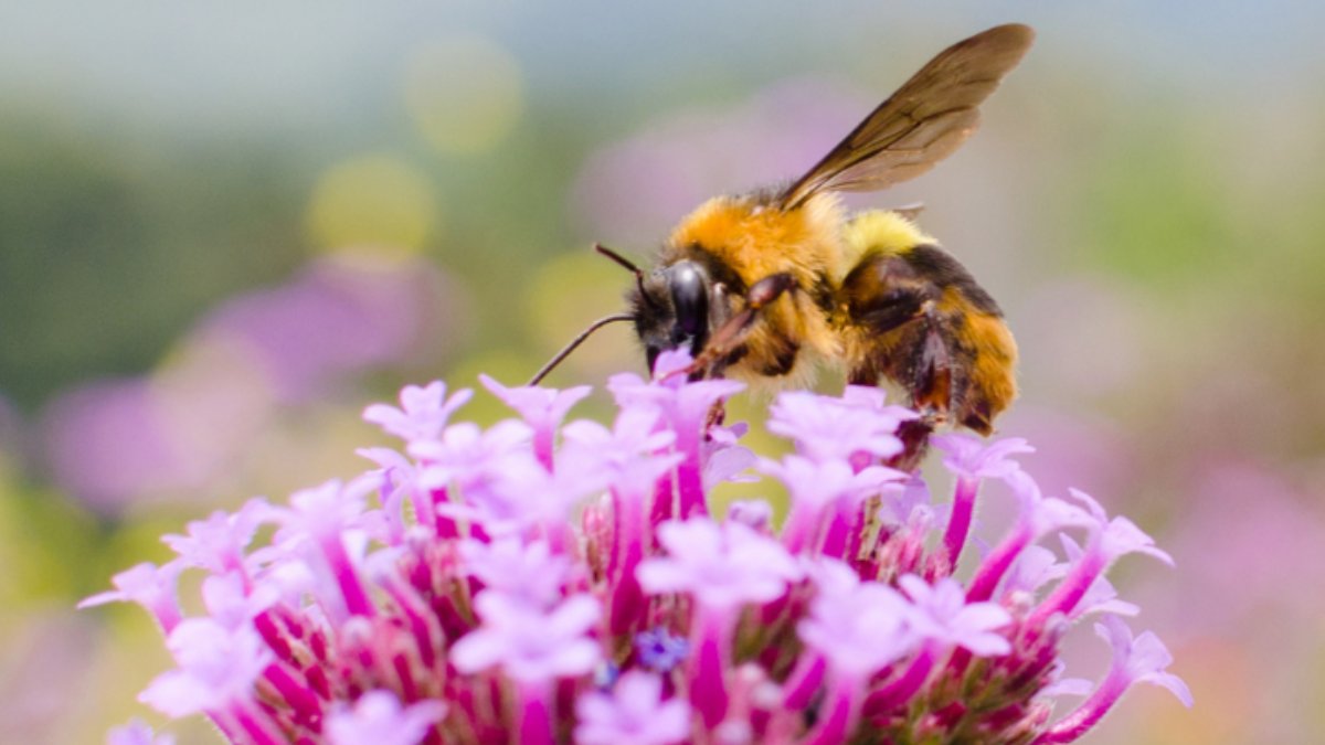 For #WorldBeeDay the Veterinary Alumni Association sat down with alumna & original member of the British Bee Veterinary Association, Suzetta to talk about the work of the bee association & why its so important. alumni.liv.ac.uk/news/stories/t…