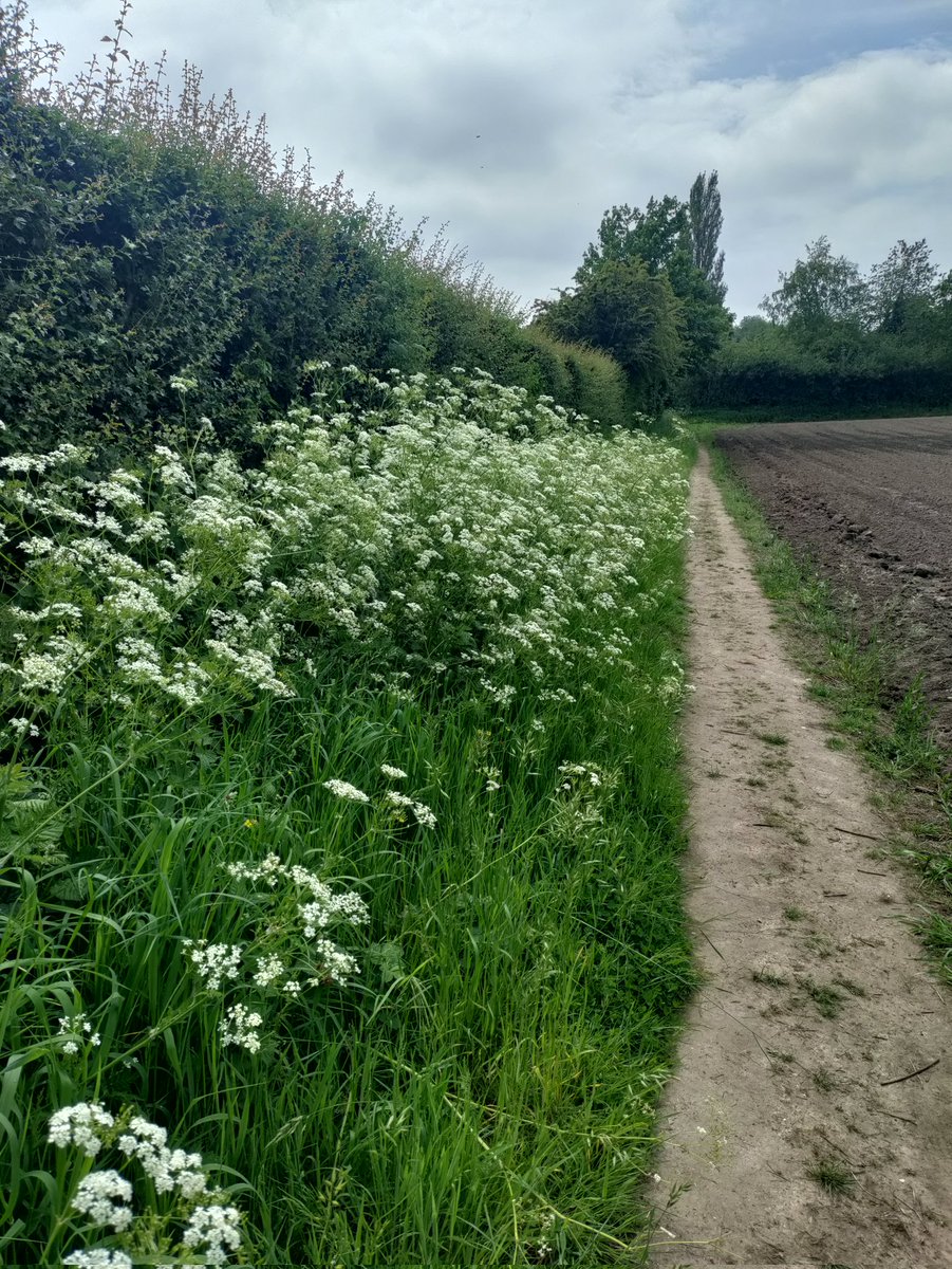 Feel much better for a walk today & the cow parsley has reached it's peak