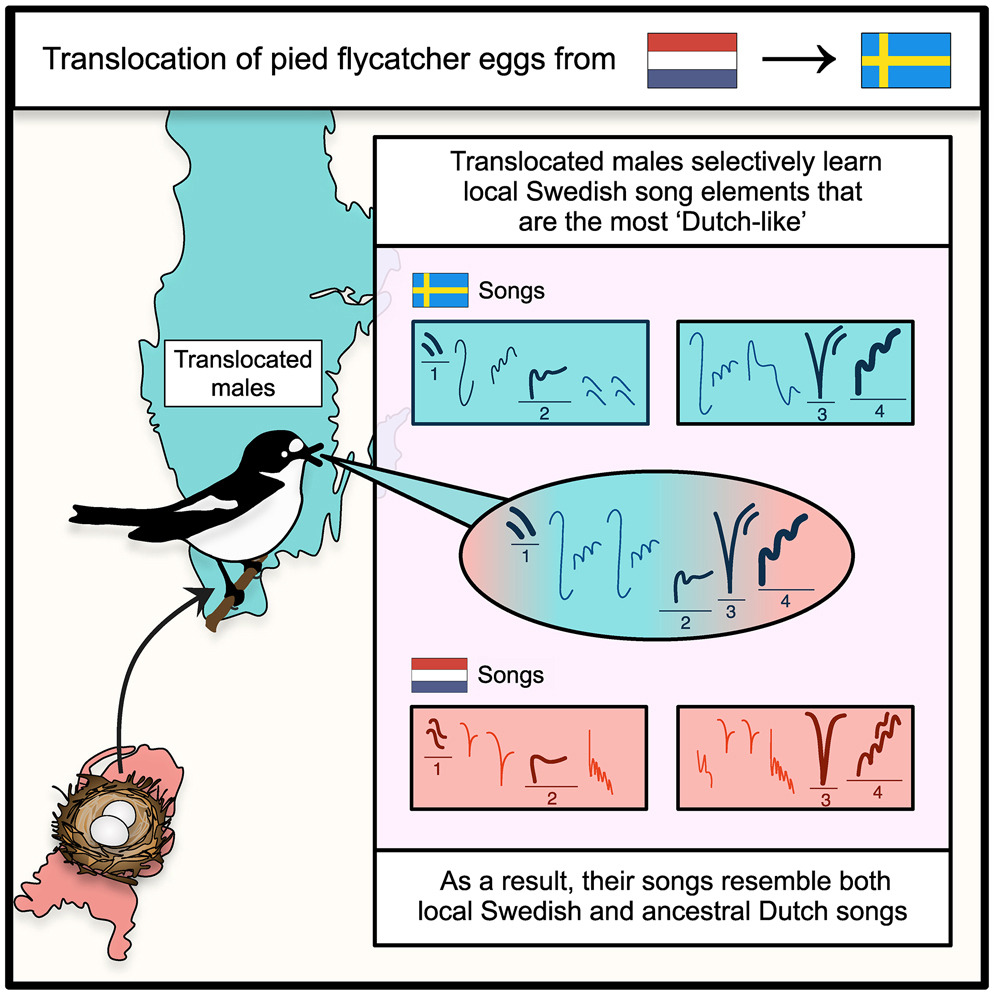 I’m so excited! My first-first author paper AND the first chapter of my PhD is now out in @CurrentBiology : ‘Translocated wild birds are predisposed to learn songs of their ancestral population’: doi.org/10.1016/j.cub.… 1/📖 Read on for a short description: