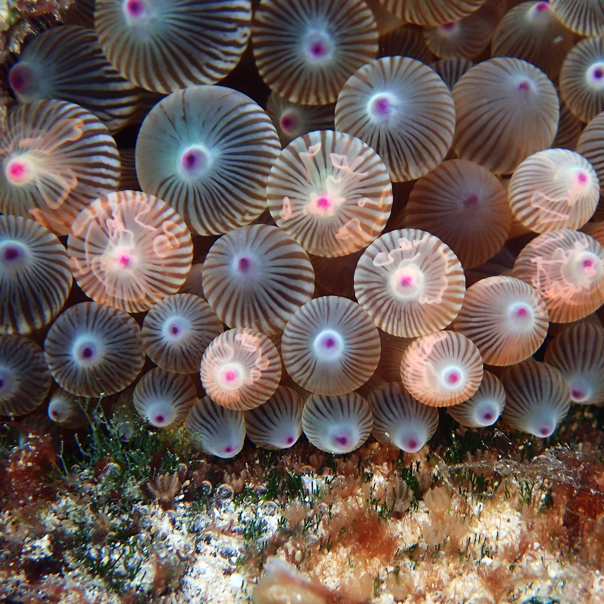 Our #MarineMonday Observation of the Day is this Bubble-tip #Anemone (Entacmaea quadricolor), seen in #NorfolkIsland by susanprior!

More details at: inaturalist.org/observations/2…