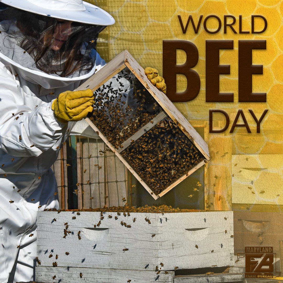 There’s a lot to buzz about this #WorldBeeDay in Maryland! Our state's farms are home to over 11,000 colonies of incredible pollinators. 🐝