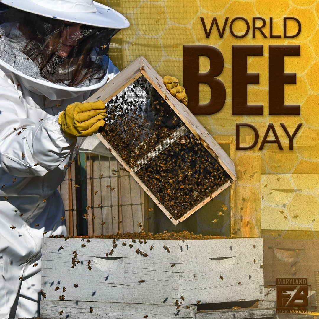 FarmBureauMD's tweet photo. There’s a lot to buzz about this #WorldBeeDay in Maryland! Our state's farms are home to over 11,000 colonies of incredible pollinators. 🐝 https://t.co/K9bHKXGskW