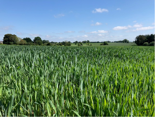 Albaugh_UK's tweet photo. Toledo - the leading quality tebuconazole formulation for the cost effective eradication of rusts in wheat... https://t.co/KUmJjGKiRk