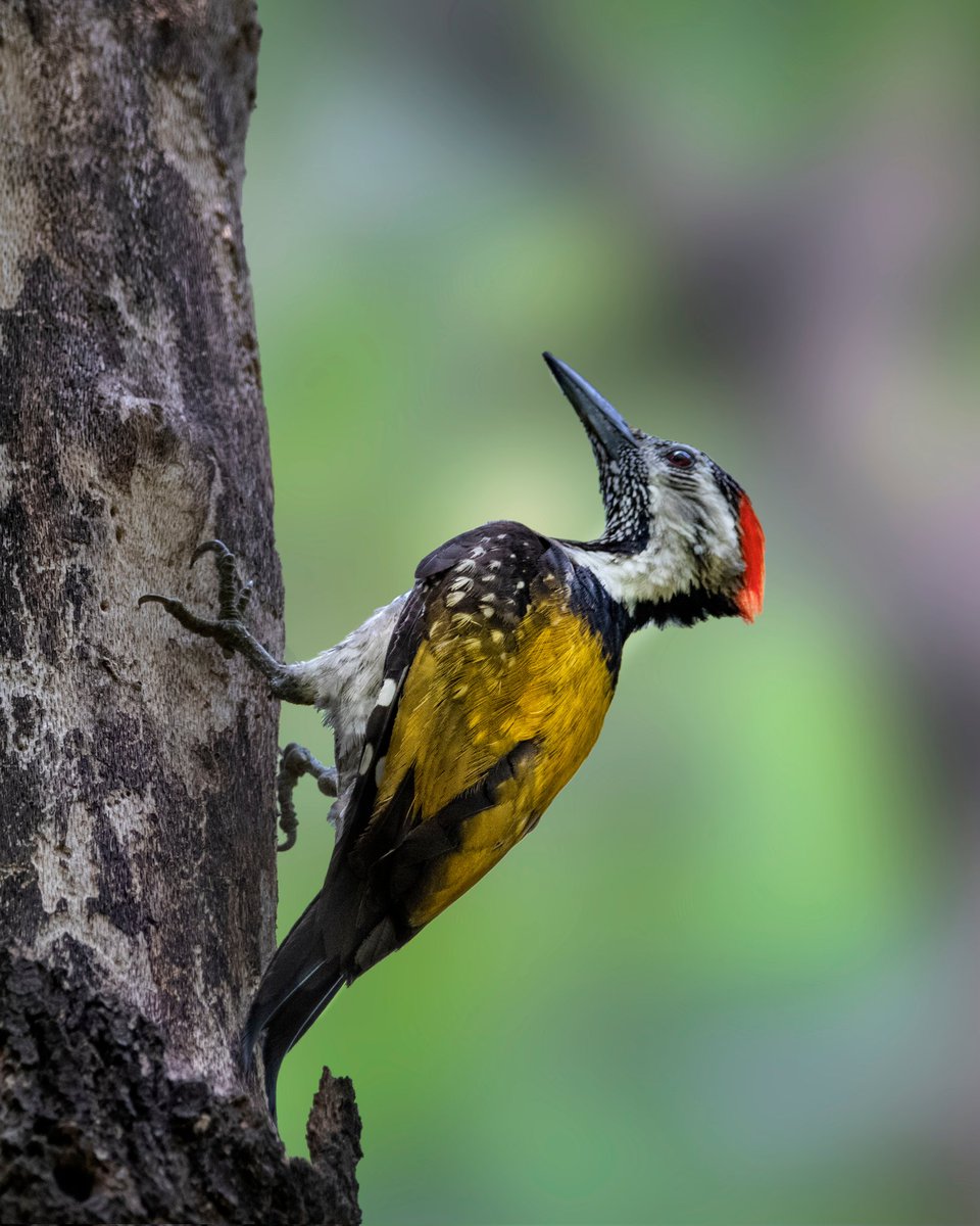 Black Rumped Flameback 
Bhondsi Nature Park

#IndiAves #birdwatching #birding #BirdsSeenIn2022 #birdphotography #BirdTwitter #NaturePhotography #NatureBeauty #naturelover #nature_perfection #photography #photograph #photographylovers #PhotographyIsArt #wildlifephotography