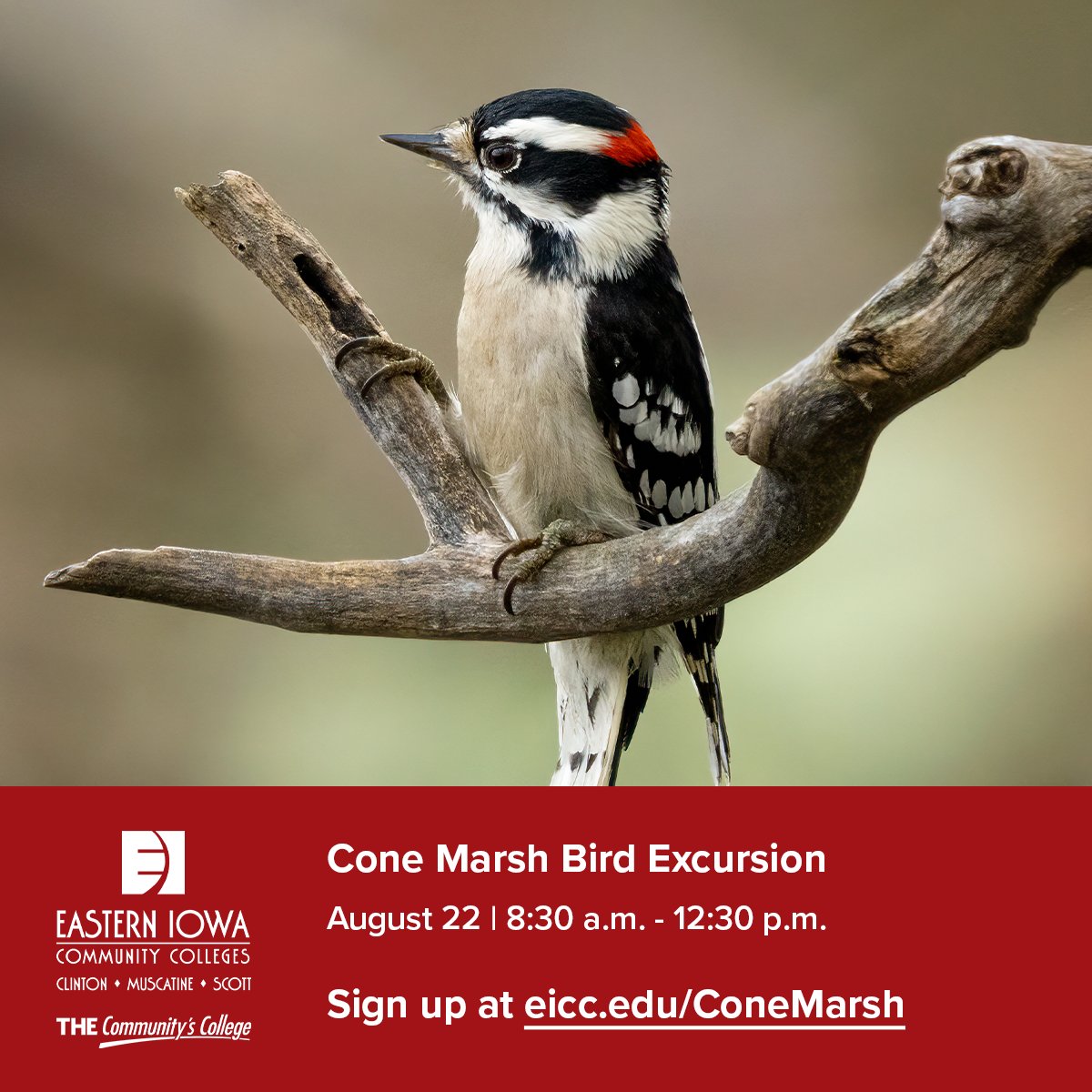 Join Nahant Marsh Naturalist & Birder, Jimmy Wiebler, on a guided birding excursion to Cone Marsh State Wildlife Management Area in Conesville, Iowa. All skill levels are welcome, register now at eicc.edu/ConeMarsh🐦 #THECommunitysCollege #Birding #BirdWatching #NahantMarsh