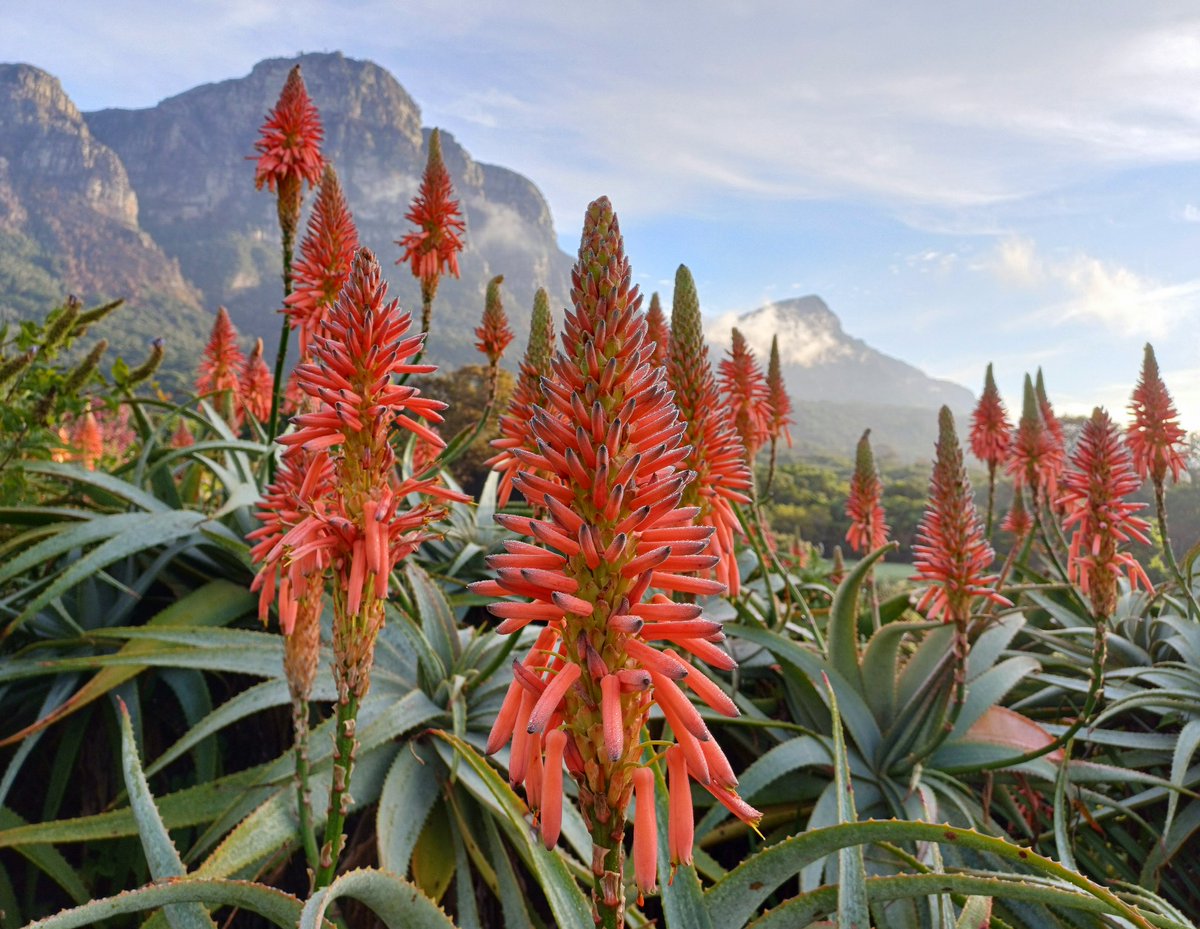 🔥

#mountainviews #red #gardenexplorers #plantsofsouthafrica #wheretheskymeetstheland 

instagram.com/p/C7MgU4uNa7W/
