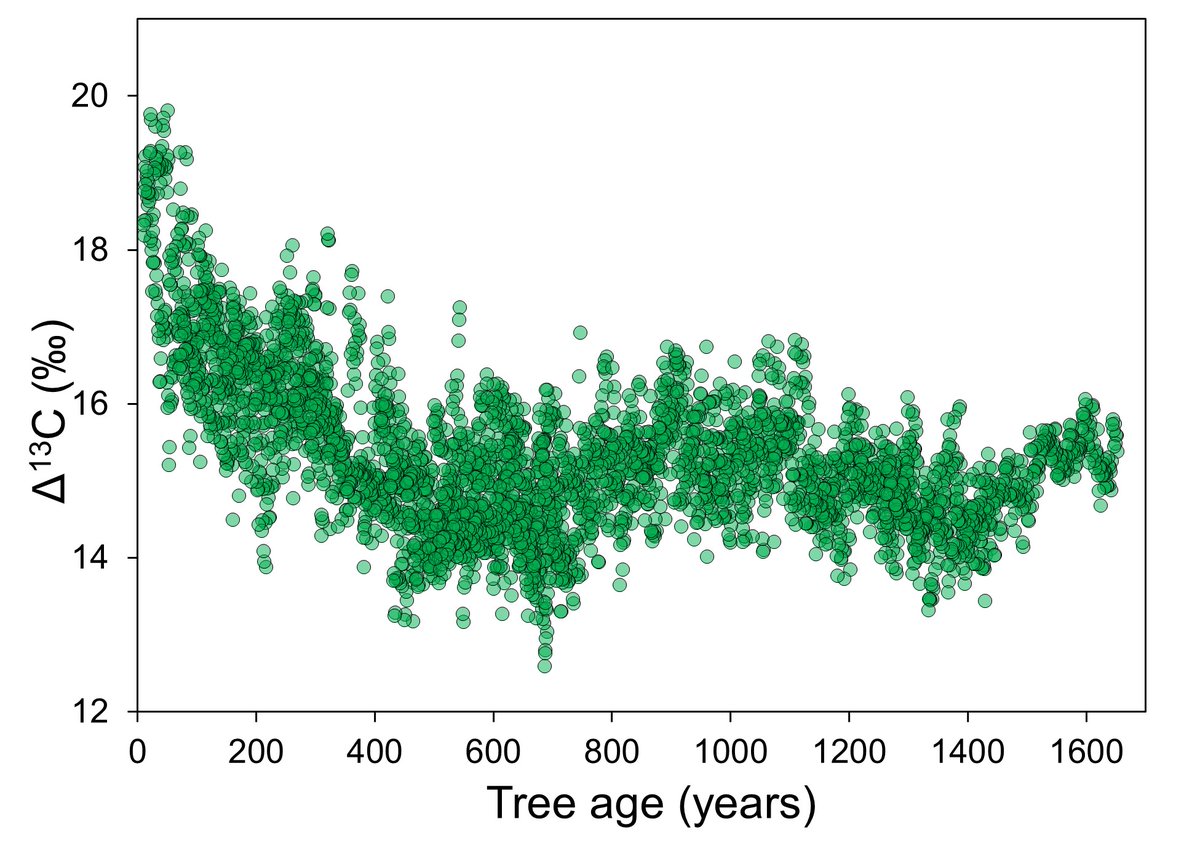 Some old literature suggest stable isotopes don't need to be detrended outside of the 'juvenile phase' but C isotope discrimination (D13C) data in redwood from the pre-industrial period tell a different story. (1/)