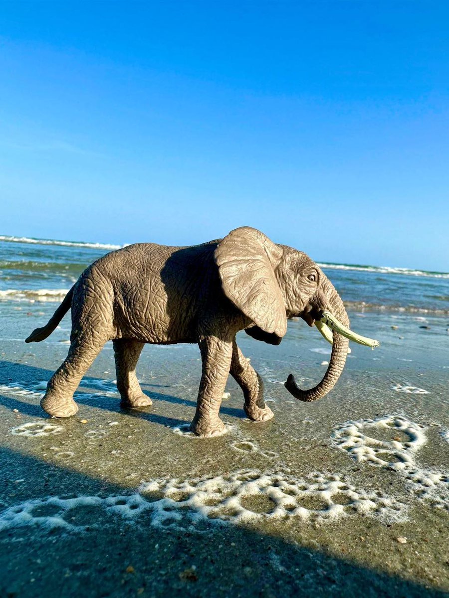 CHECK IT OUT 👀 An elephant strolling in Myrtle Beach?? It's actually a toy elephant but very impressive that 6-year-old Jack Henson framed this photo so perfectly that it looks real. Thanks to his momma, Heather, for sharing the cool shot. 🐘 wpde.com/chimein