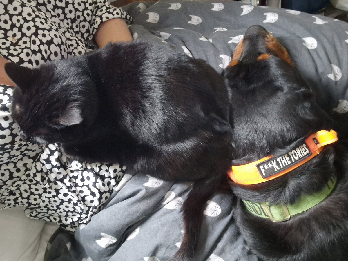 They know when you're unwell, don't they?!💞💞💞
#animaltherapy #cantbuylove #blackcat #Rottweiler