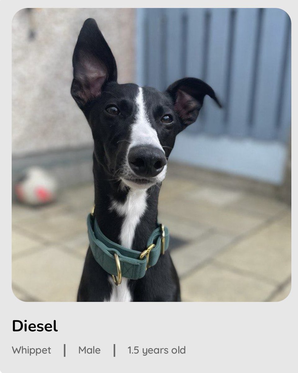 Our Shelter is Full ‼️ Please choose to adopt 🐾 Diesel dspca.ie/pets/diesel/ #dspca #rescuedog