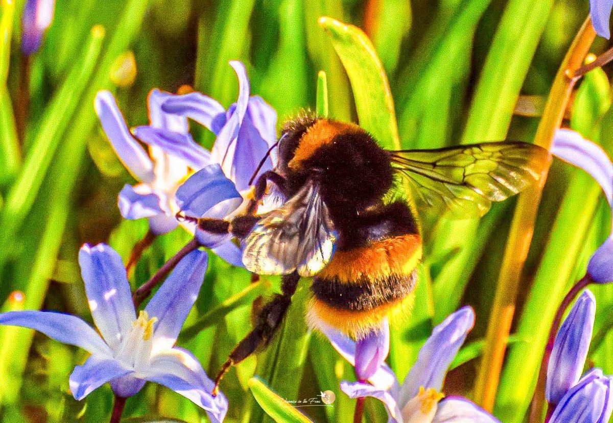 VeronicaJoPo's tweet photo. What would our world be with out the bees ๐ Such an important part of our nature and world - Happy World Bee Day
๐งก๐ค๐งก๐๐งก๐ค๐งก
#worldbeeday #HappyWorldBeeDay https://t.co/49czji4riP
