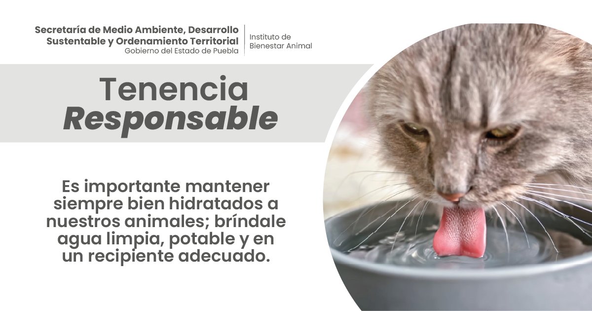 Ante el incremento en las temperaturas 🌡️, es fundamental procurar que nuestros animales 🐾 tengan acceso a recipientes con agua limpia 💧 y potable, para mantenerlos siempre hidratados.