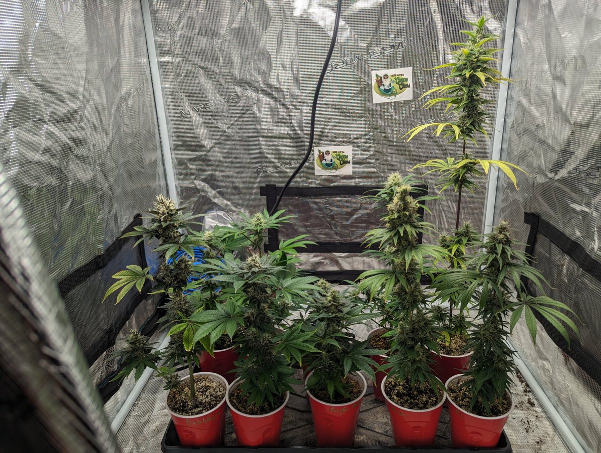 Flowering tops update! Pic 1: Blue Lotus from @NorthCoastGen Pic 2: Purple Marley by me! Pic 3: Bubblegum Breath, by Thug Pug, preserved by me Pic 4:all the tops! ✌️💚🪴 #growmies