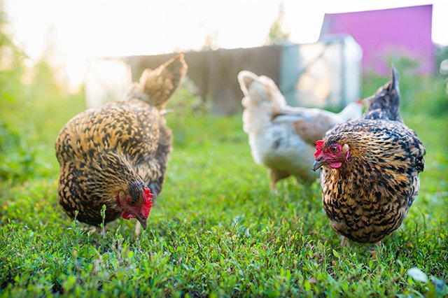 NTFRMagazine's tweet photo. Having backyard poultry is a popular agriculture enterprise. According to the United States Department of Agriculture, 0.8 percent of all households in the United States have chickens. 
https://t.co/KqcAp6WZ8l https://t.co/Muygslwsaw