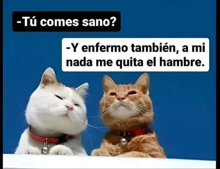 gato_depueblo's tweet photo. Soy. https://t.co/Yu5sy2dsV7