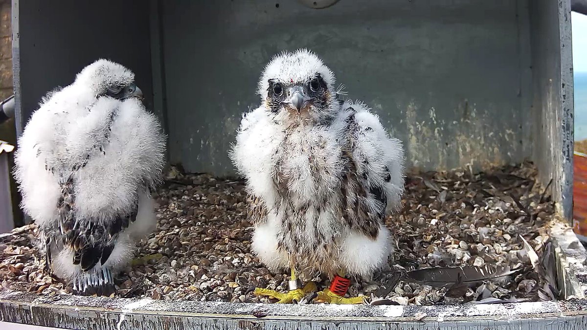 Cromer Peregrine Project (@CromerPeregrine) on Twitter photo 2024-05-20 15:42:12