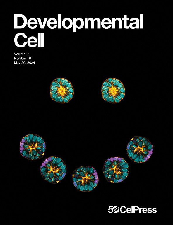 So happy to see our happy spheroids on the cover of
<a href="/Dev_Cell/">Developmental Cell</a>!!
cell.com/devcel/issue?p…