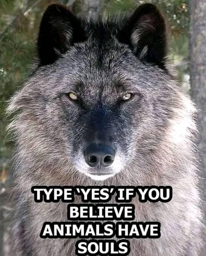 If you support Native American people’s, history &amp; culture 🥰Say.. “Yes