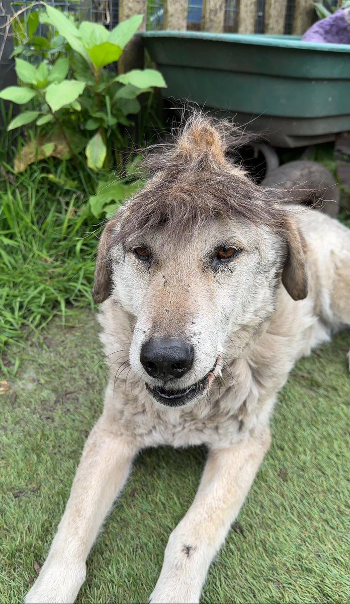 Apparently it’s National Rescue Dog Day so Pancho thought he would celebrate it by wearing a Darius toupee 😂 We’d love to see your favourite photo of your rescue dog(s) in the comments 🐶📷 #nationalrescuedogday