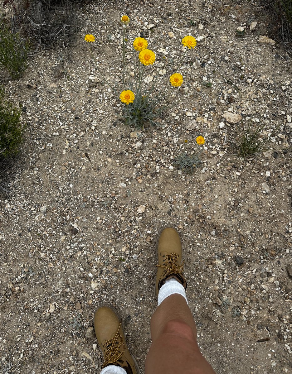 rachelaziani's tweet photo. The more I explore Las Vegas and the surrounding areas... the more I like it. โ๏ธ๐ผ๐ชป
#HappyMonday #NewWeek #JeepFun #WildFlowers #BeautySurroundsUs https://t.co/0WGQJDRnd5