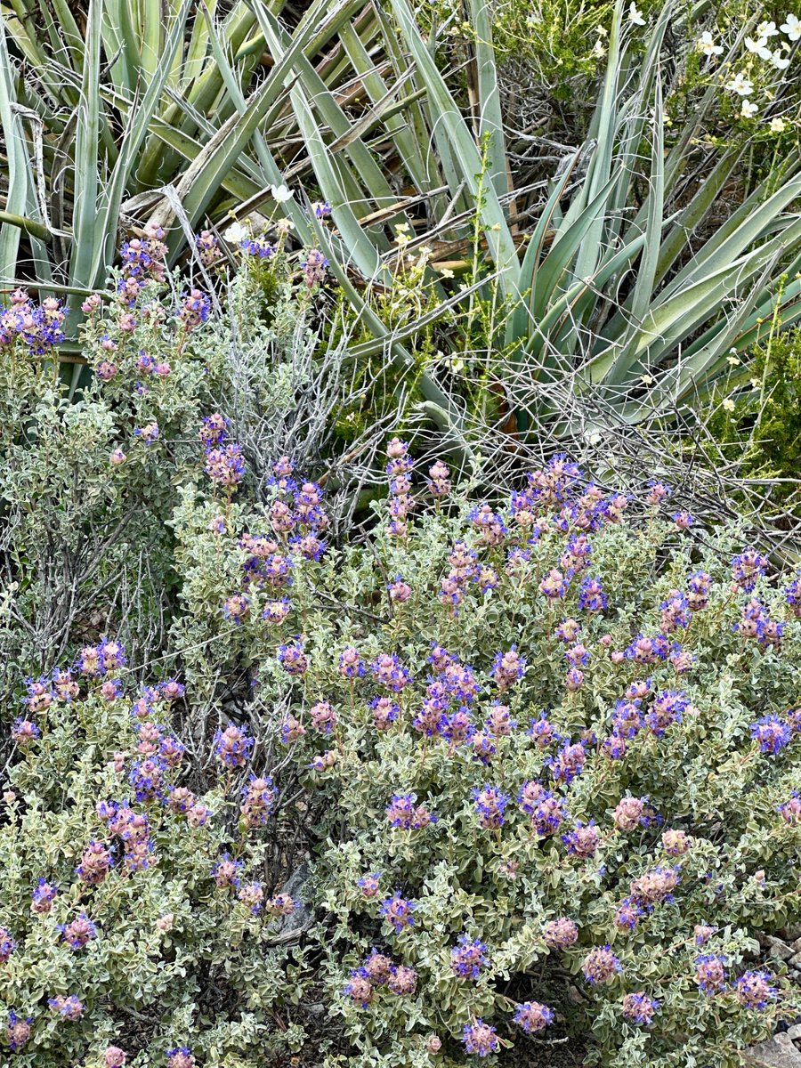 rachelaziani's tweet photo. The more I explore Las Vegas and the surrounding areas... the more I like it. โ๏ธ๐ผ๐ชป
#HappyMonday #NewWeek #JeepFun #WildFlowers #BeautySurroundsUs https://t.co/0WGQJDRnd5