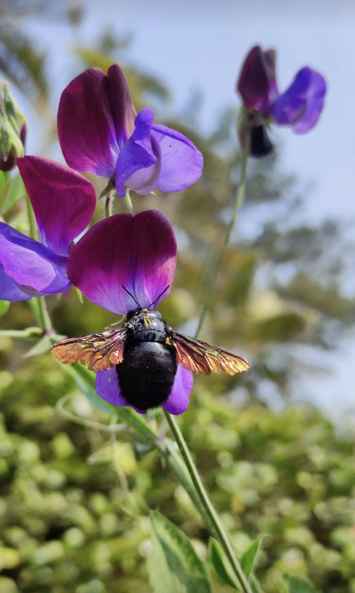 Bees are important pollinators ... #WorldBeeday #biodiversity #nature #NaturePhotograhpy #TwitterNatureCommunity @IndiAves