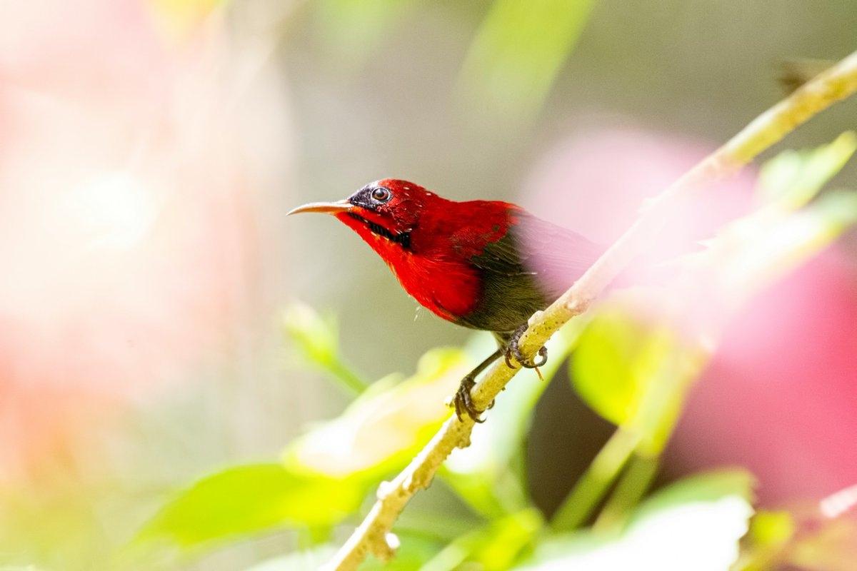 Crimson Sunbird perched on a branch! These tiny birds are found in Southeast Asia and are known for their vibrant red plumage. 

#birds #birding #birdwatching #birdphotography