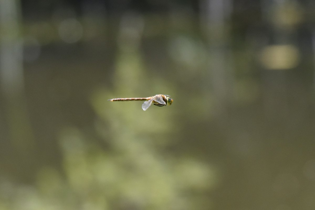 Very pleased to see the Red-listed Norfolk Hawker back along Chichester Canal today. First seen at the weekend, today was the first chance to get a photo. @SelseyBirder @BDSdragonflies #dragonflies